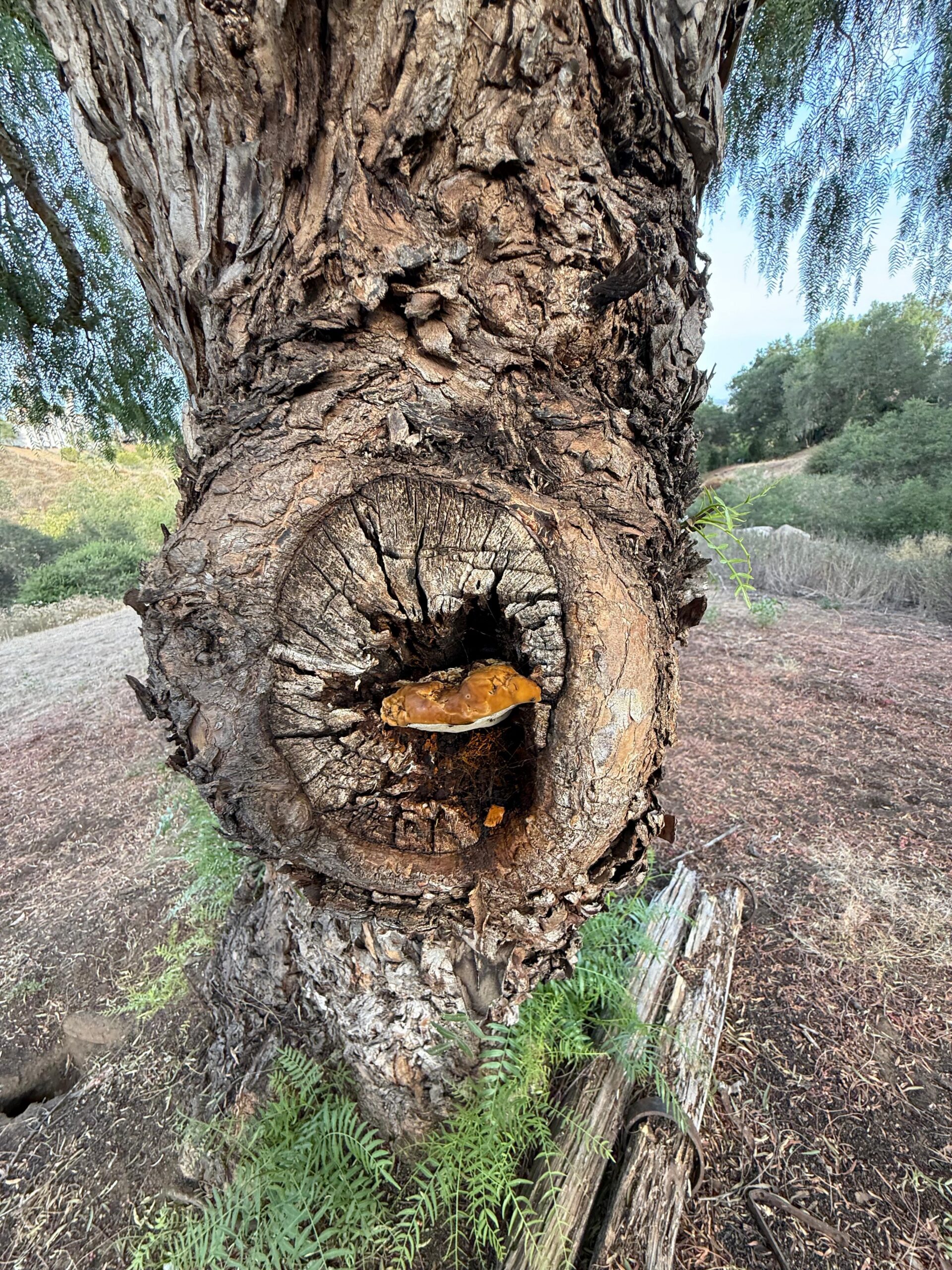 Tree Trunk