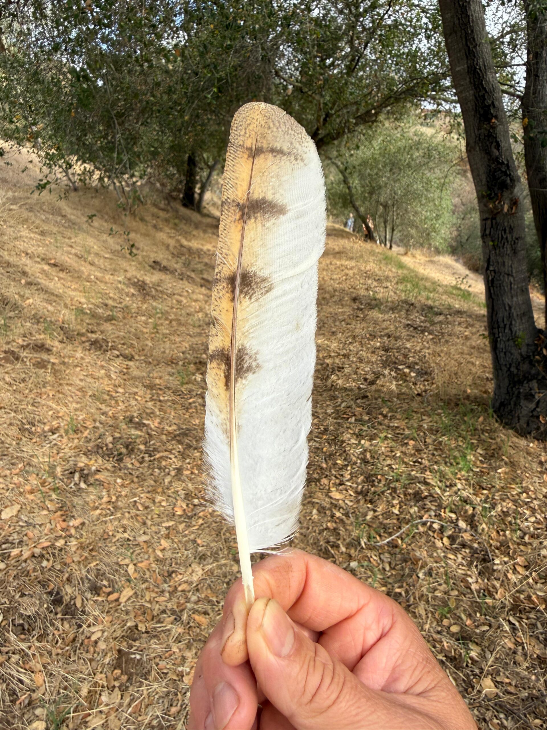 Feather